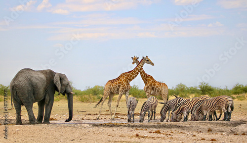 Fototapeta Naklejka Na Ścianę i Meble -  Group of animals (elephant, giraffe, zebra) at a waterhole, Etosha National Park, Namibia