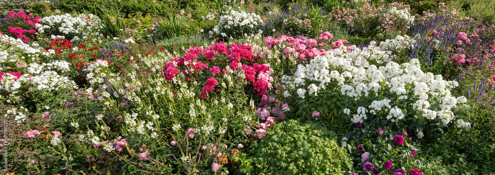 Rose garden in summer as panorama background Rose garden in summer as panorama background