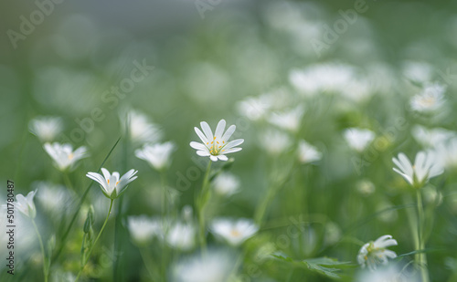white flowers greater stitchwort selective focus