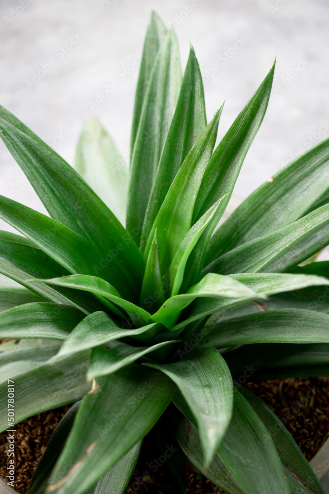 Obraz premium pineapple leaves on background, low light photography, selective focus
