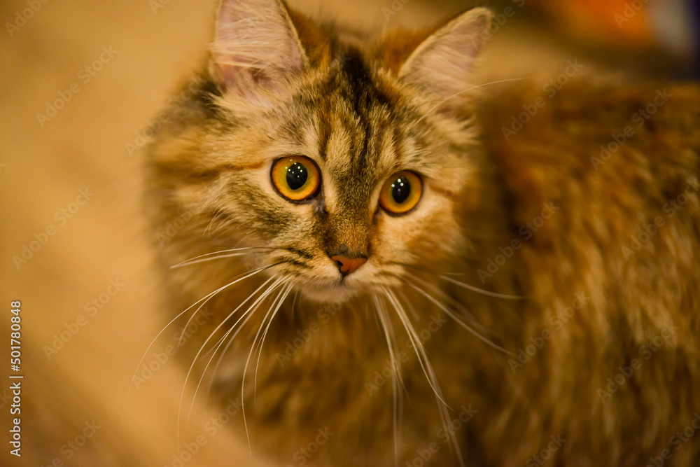 a young Siberian cat of camouflage color a young Siberian cat of camouflage color