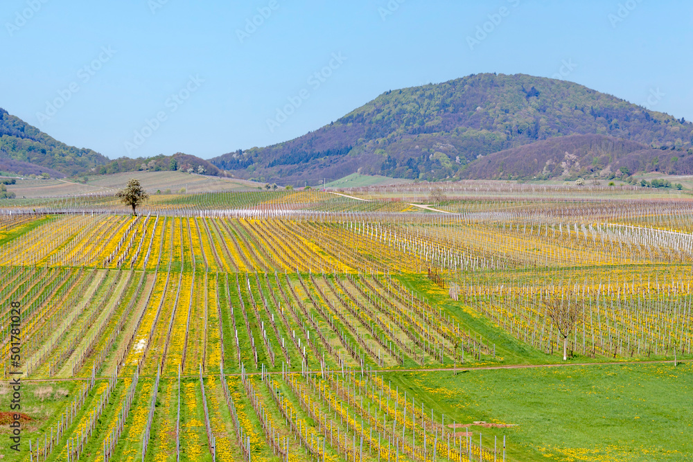Blick über Weinfelder auf den Haardtrand, Pfalz