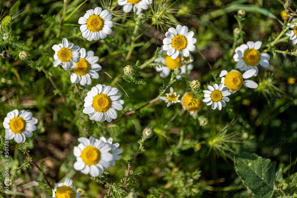 field of daisies field of daisies