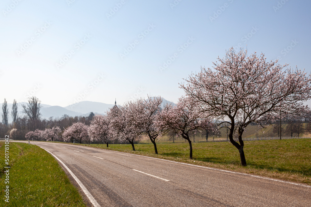 Blühende Mandelbaeume (Prunus dulcis), Deutsche Weinstrasse Blühende Mandelbaeume (Prunus dulcis), Deutsche Weinstrasse