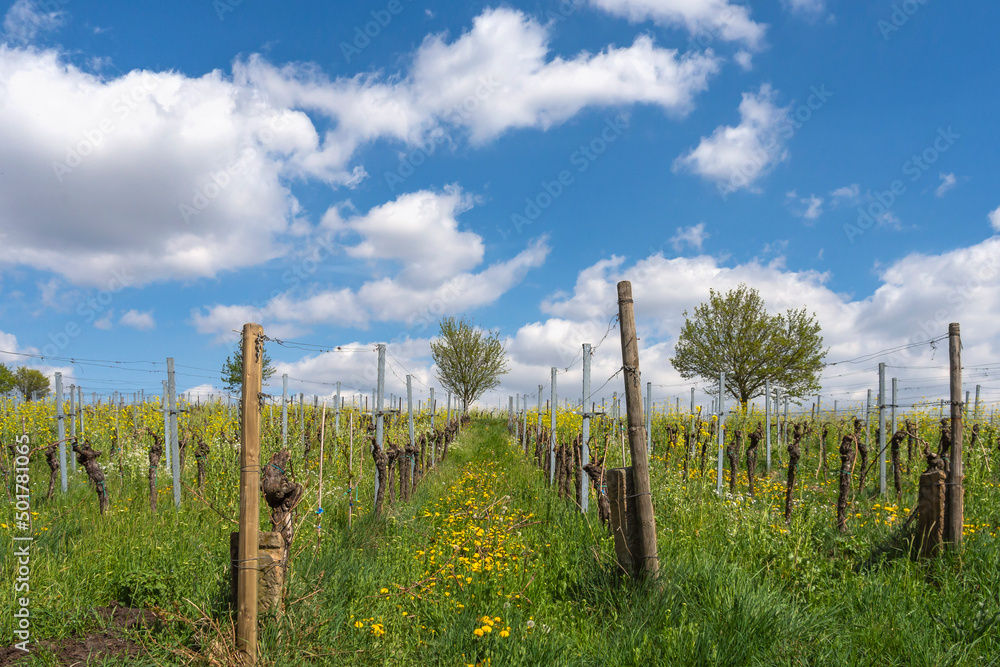 Fototapeta premium Weinfeld, Frühling, Pfalz