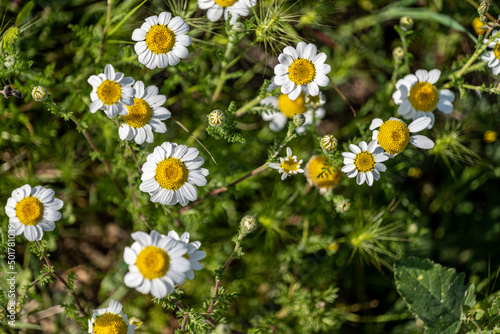 field of daisies