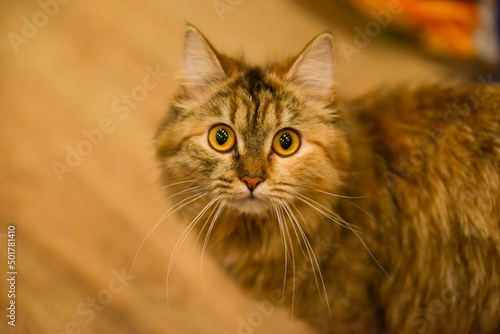 a young Siberian cat of camouflage color