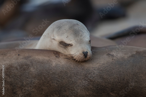 sea lion on the beach