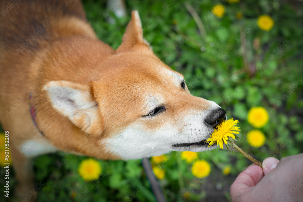 Japanese Shiba Inu dog sniffs a dandelion and tries to eat it. Cute shiba inu dog Japanese Shiba Inu dog sniffs a dandelion and tries to eat it. Cute shiba inu dog