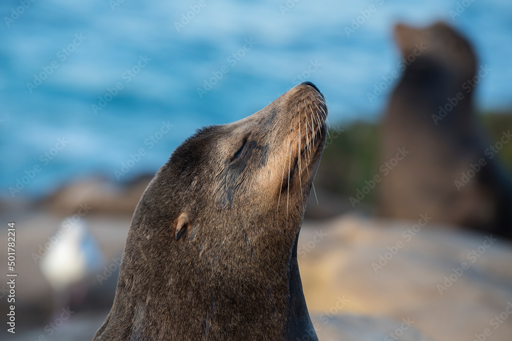 Fototapeta premium sea lion on the beach