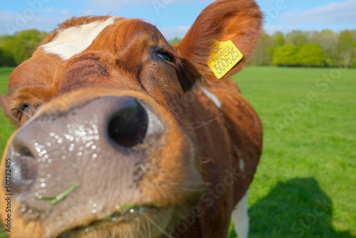 closeup of cows face  in the fields Monton Village Eccles Manchester UK photo