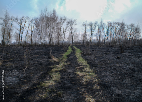 Landscape with scorched grass. 