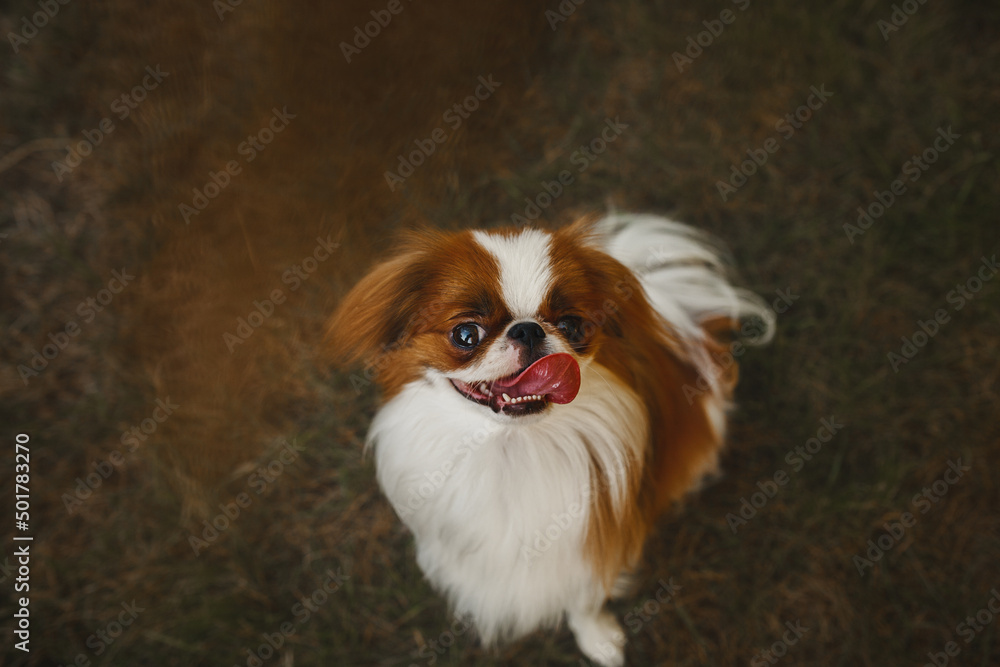 japanese chin in the grass