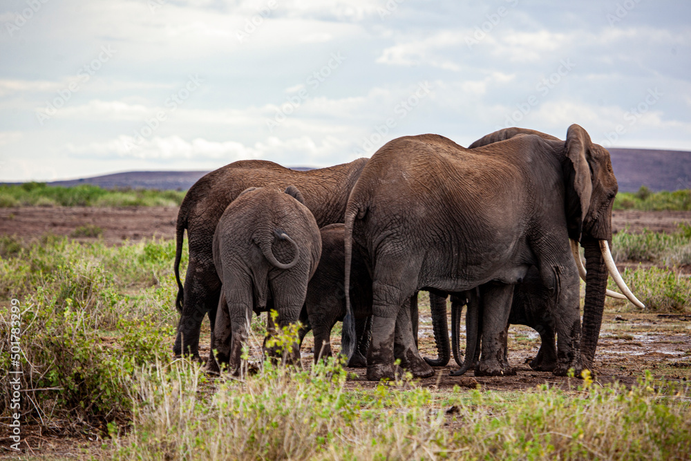 A herd of elephants surrounds a calf in the rain in Amboseli