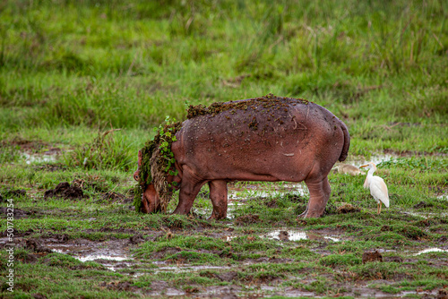 Baby hippo plays with foliage by a swamp in Amboseli in Kenya