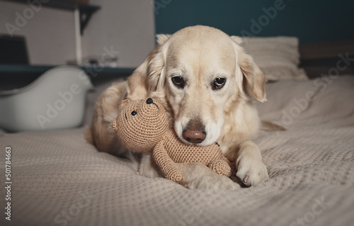 golden retriever with toy