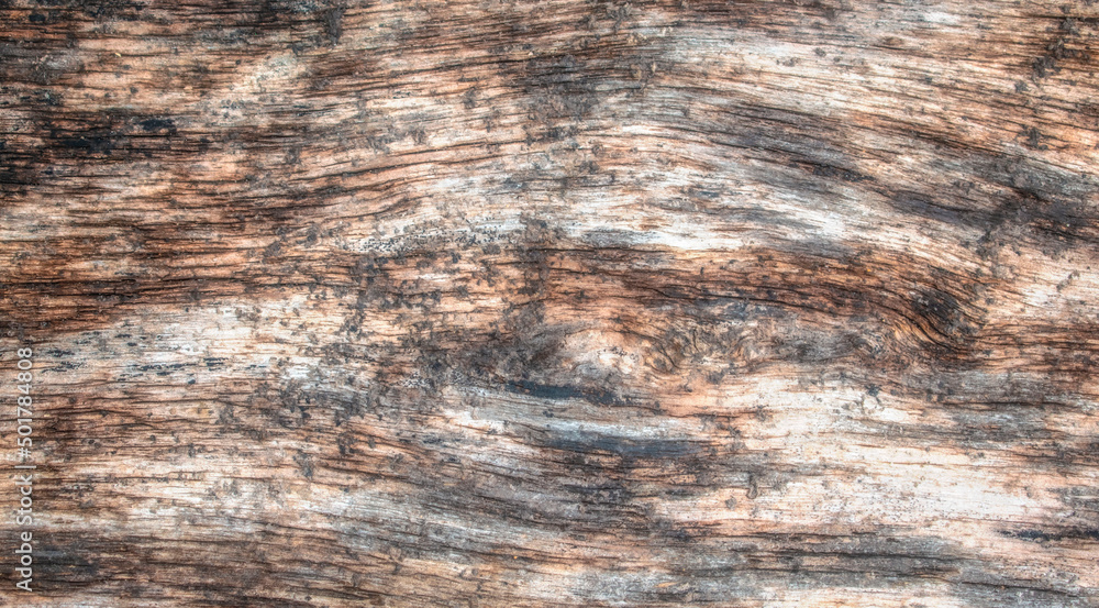 Fototapeta premium close up of a tree trunk