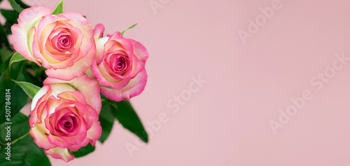 Bouquet of delicate pink roses on a pink background. Holiday card. Floral background. Copy space. © Iryna