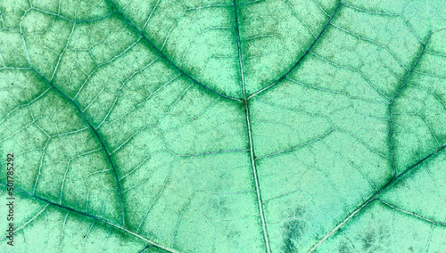 macro green leaf texture