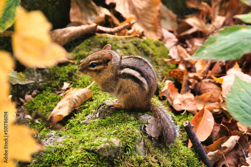A small chipmunk is perched on a green moss-covered rock, surrounded by fallen green, yellow and brown leaves.