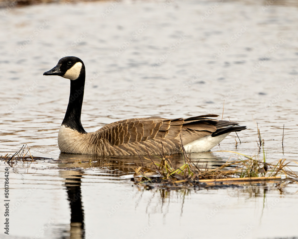 Canada Geese Photo and Image. Canada Goose swimming on ice water in the springtime in their environment and habitat surrounding. Canada Geese Photo and Image. Canada Goose swimming on ice water in the springtime in their environment and habitat surrounding.
