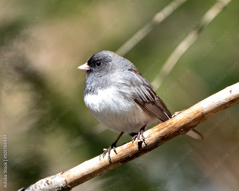 Fototapeta premium Junco Dark-eyed Photo and Image. Perched on a branch displaying grey feather plumage, head, eye, beak, feet, with a blur background in its environment and habitat surrounding.