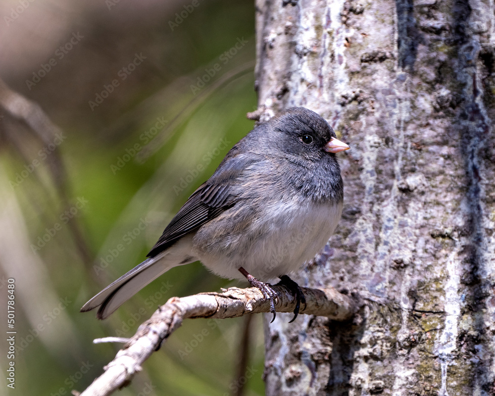 Fototapeta premium Junco Dark-eyed Photo and Image. Perched on a branch displaying grey feather plumage, head, eye, beak, feet, with a tree trunk background in its environment and habitat surrounding. Dark-eyed Junco.