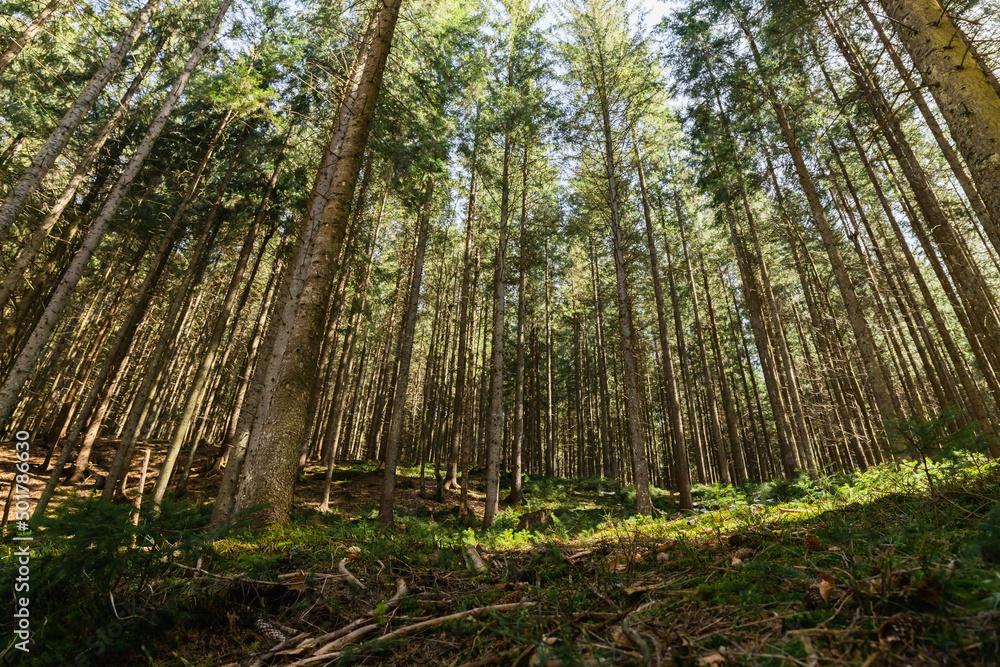 Fir forest with sunlight on green meadow. Fir forest with sunlight on green meadow.