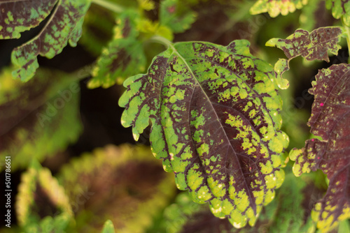 Green and purple leaves in a garden. Plectranthus scutellarioides photo