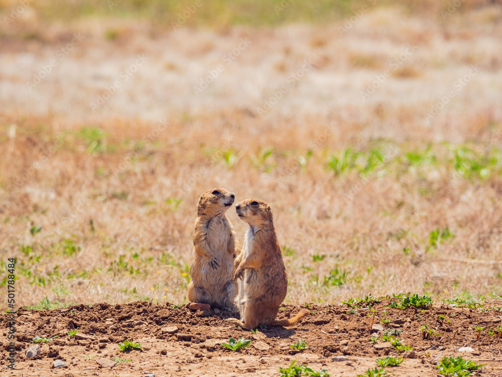 Close up shot of cute Prairie Dog Close up shot of cute Prairie Dog