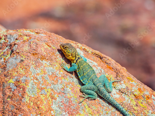Sunny view of the Common collared lizard in The Holy City of the Wichitas photo