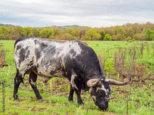 Fototapeta Naklejka Na Ścianę i Meble -  Close up shot of LongHorn cattle