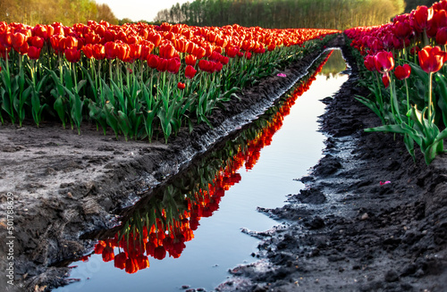 A field of red tulips reflecting in the water