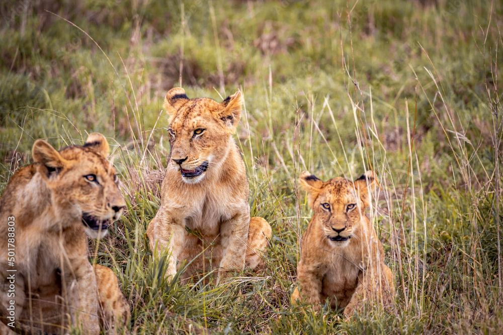 Cute little lion cubs on safari in the steppe of Africa playing and resting. Big cat in the savanna. Kenya's wild animal world. Wildlife photography of small babies and children Cute little lion cubs on safari in the steppe of Africa playing and resting. Big cat in the savanna. Kenya's wild animal world. Wildlife photography of small babies and children