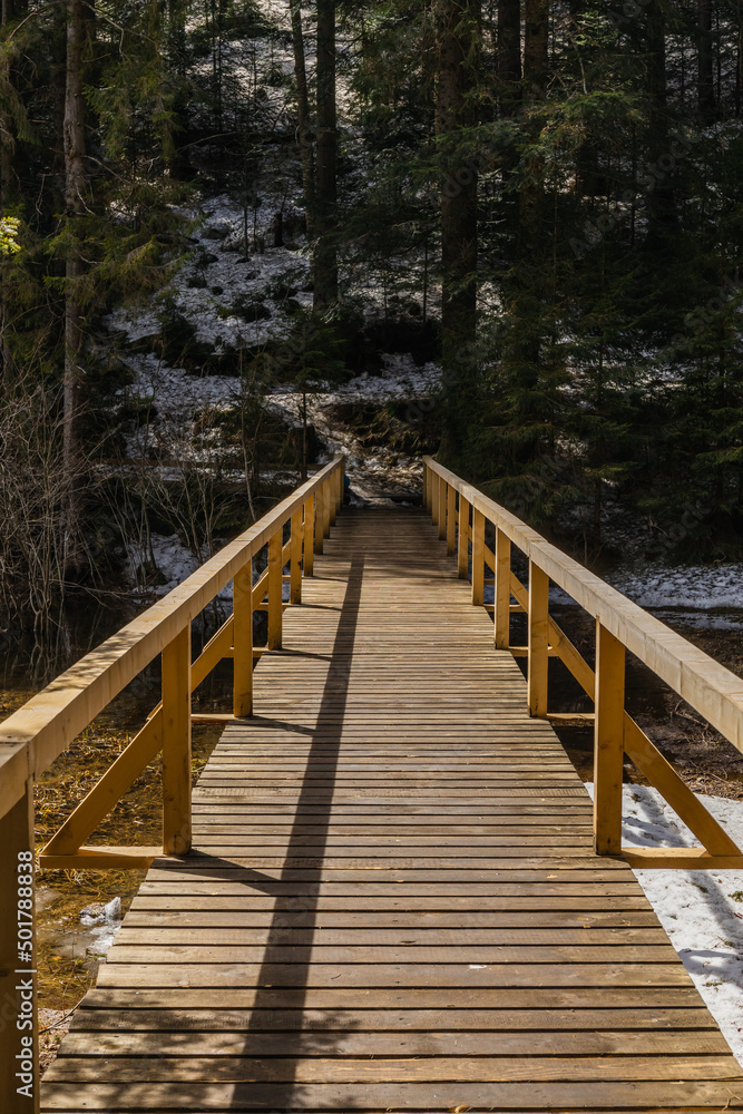 Wooden bridge and spruce trees in spring forest.