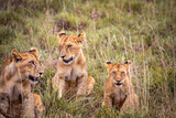 Cute little lion cubs on safari in the steppe of Africa playing and resting. Big cat in the savanna. Kenya's wild animal world. Wildlife photography of small babies and children