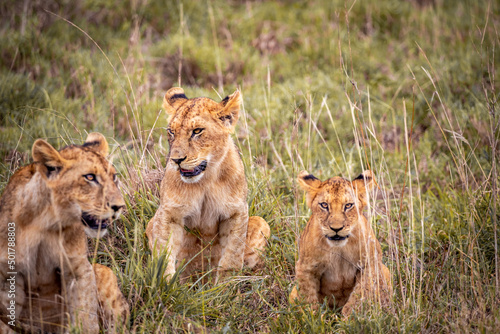 Cute little lion cubs on safari in the steppe of Africa playing and resting. Big cat in the savanna. Kenya's wild animal world. Wildlife photography of small babies and children © Jan