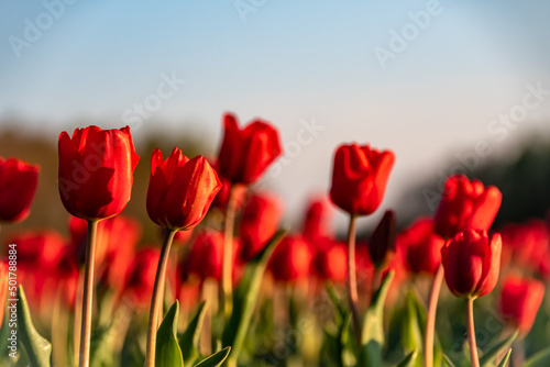 A field of red tulips in spring in the Netherlands