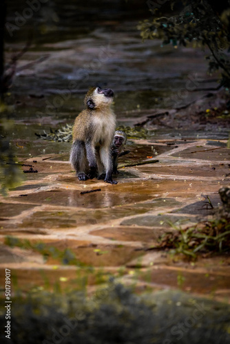 Gang of monkeys in Kenya Africa. Monkeys take over a hotel, Safari lodge. Baby monkeys in the rain, macaque monkeys © Jan