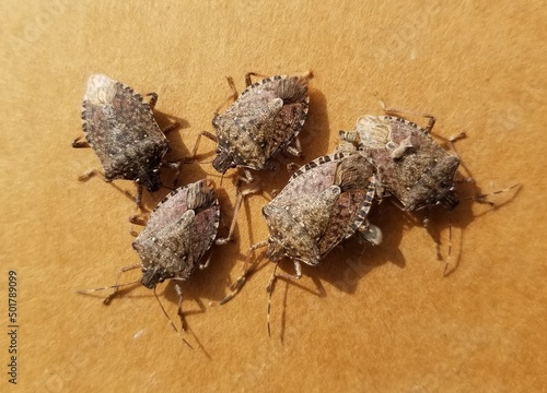 A Group of Brown marmorated stink bugs photo