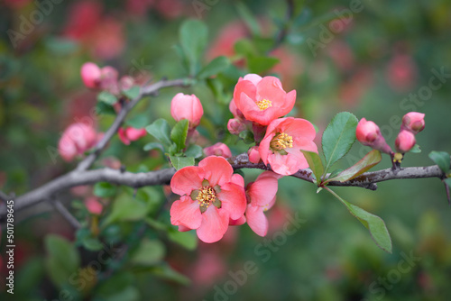 Spring tree with pink flowers. Beautiful coral pink begonia flowers. 