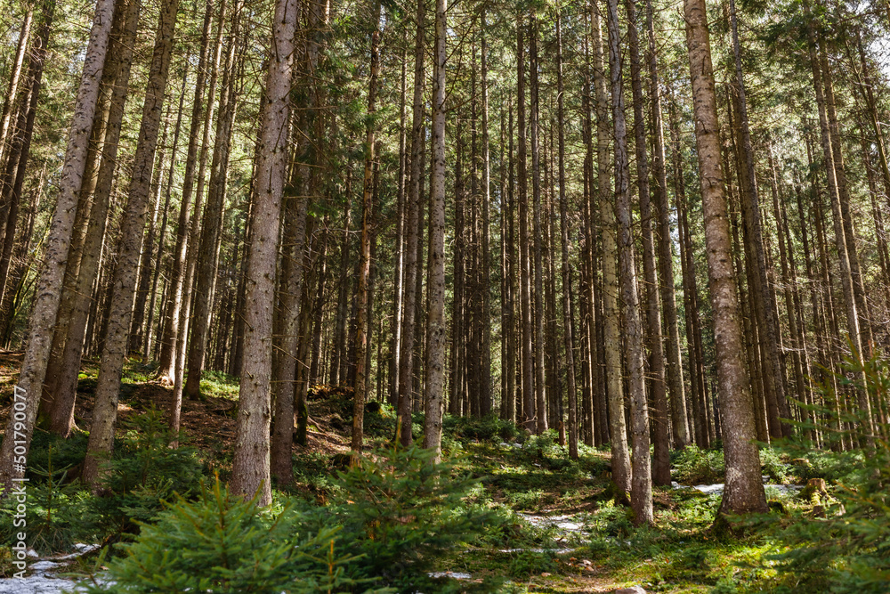 Fototapeta premium Snow and moss on ground in coniferous forest.