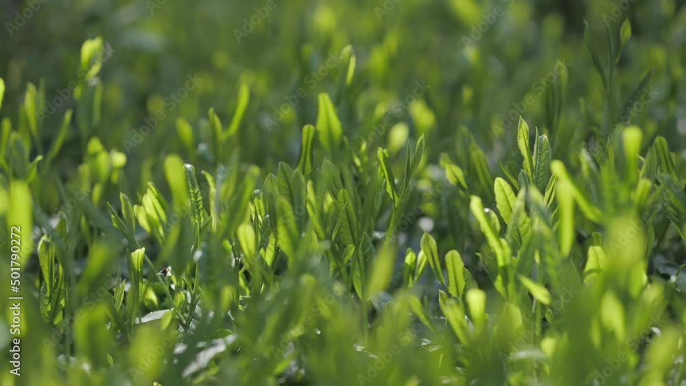 茶葉・茶畑