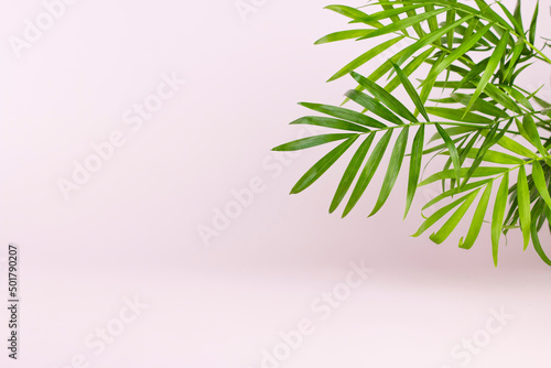 Tropical green palm branch on light pastel colors background with copy space.