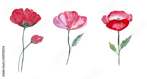 Set of watercolor flower collection design elements, flowers, leaves, poppies, branches, botanical illustration, isolated on transparent background, template