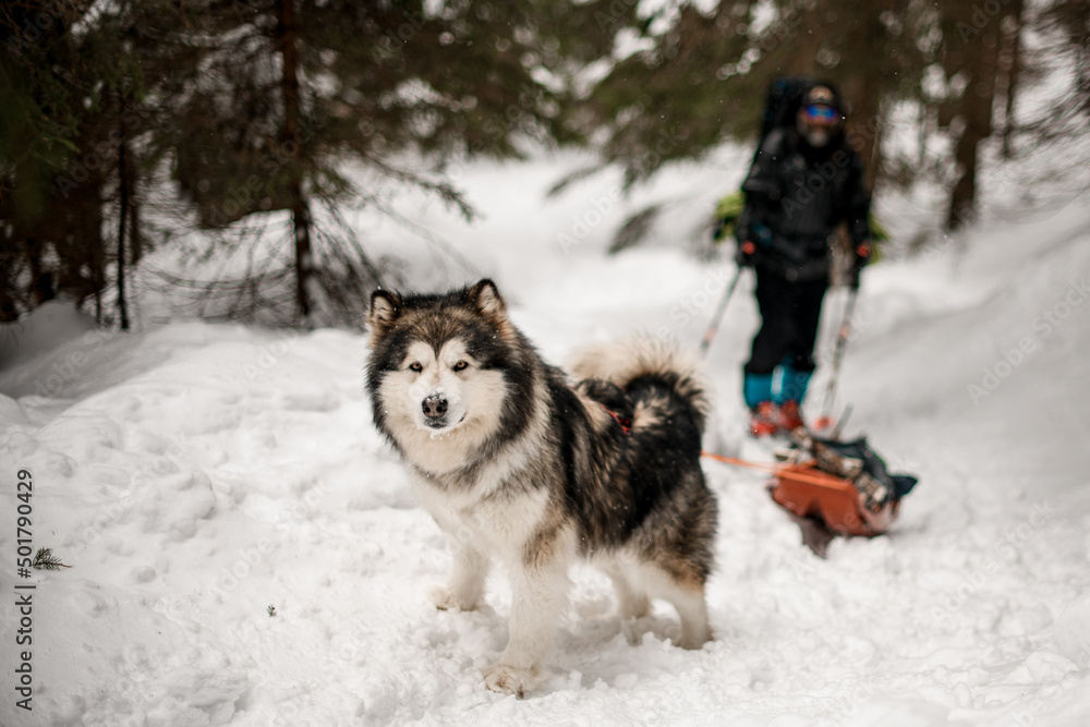 Focused portrait on Alascan Malamute with thick fur standing on snow covered trail Focused portrait on Alascan Malamute with thick fur standing on snow covered trail