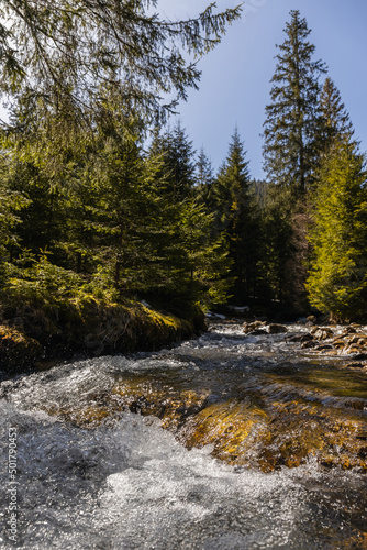 Scenic view of mountain river and evergreen forest at daylight.