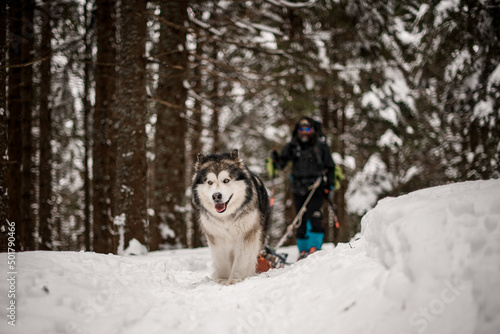 Focused portrait on sled dog Alascan Malamute with thick fur standing on snow covered trail