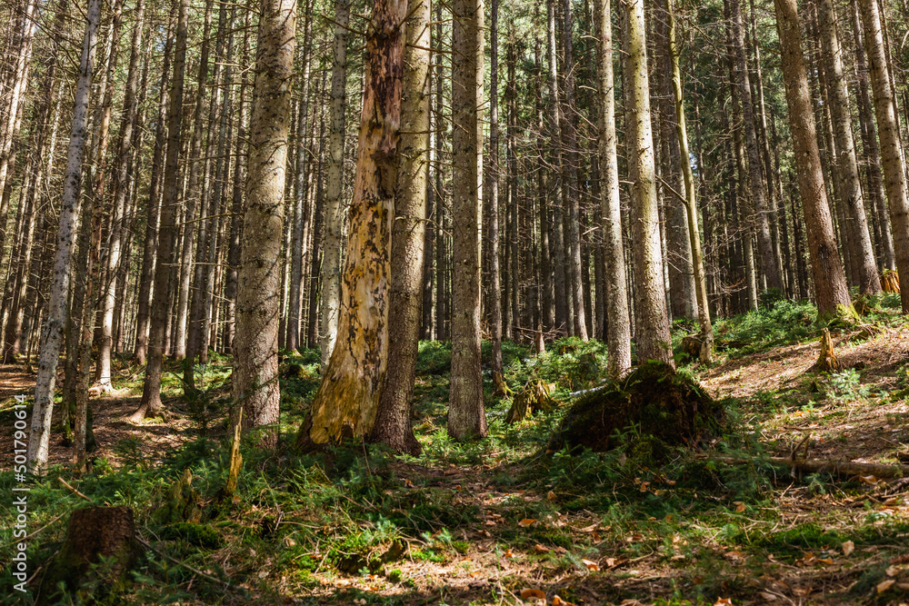 Evergreen forest with moss and grass on ground. Evergreen forest with moss and grass on ground.