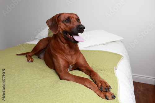 Full length high angle side view of beautiful large Rhodesian Ridgeback dog lying down on bed with tongue out © Anne Richard